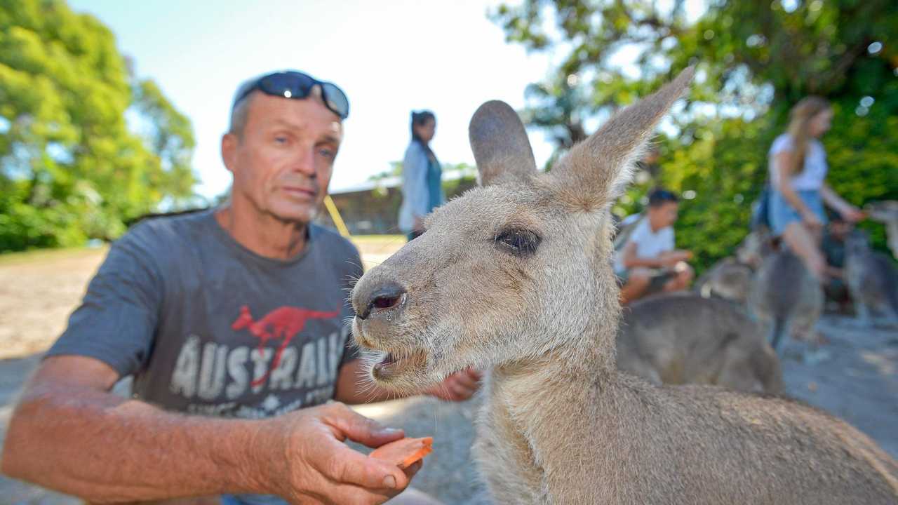 is kangaroo poo bad for dogs