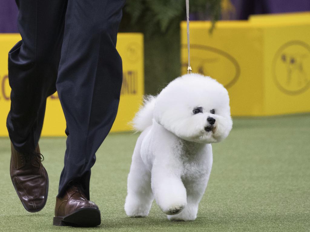 Bill McFadden shows Flynn, a bichon frise, in the ring during the non-sporting group during the 142nd Westminster Kennel Club Dog Show, Monday, Feb. 12, 2018, at Madison Square Garden in New York. Flynn won best in the non-sporting group. (AP Photo/Mary Altaffer)