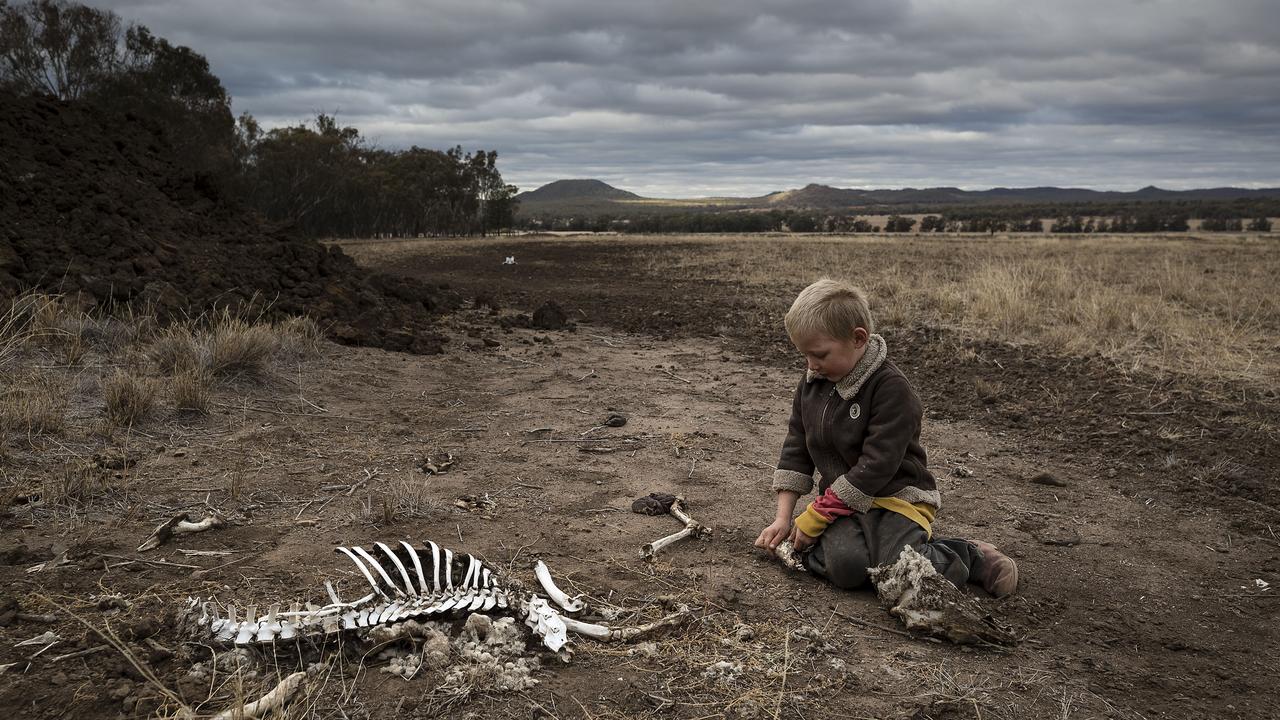 The drought has seen countless animals die in front of farmers’ eyes. Picture: Brook Mitchell/Getty Images