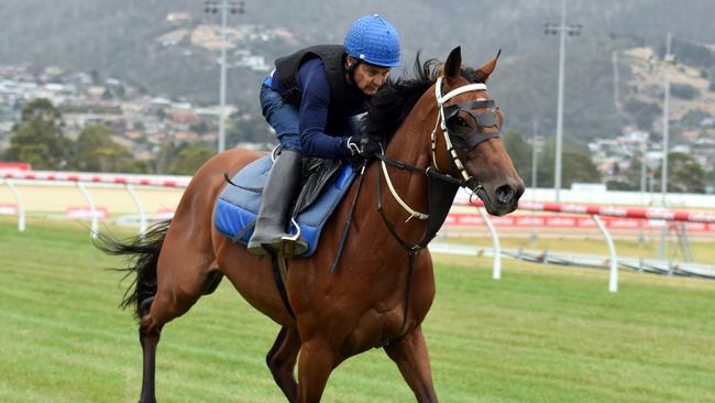 Exoteric with Stephen Maskiell aboard in a track gallop at Elwick yesterday morning.