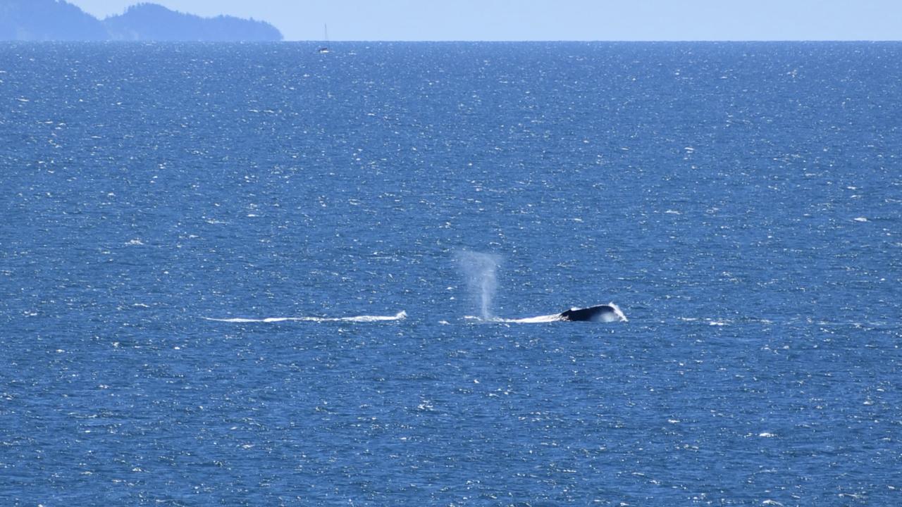 Whales breaching off the Mackay coast as they swam past Lamberts Lookout on Sunday. Picture: Rae Wilson