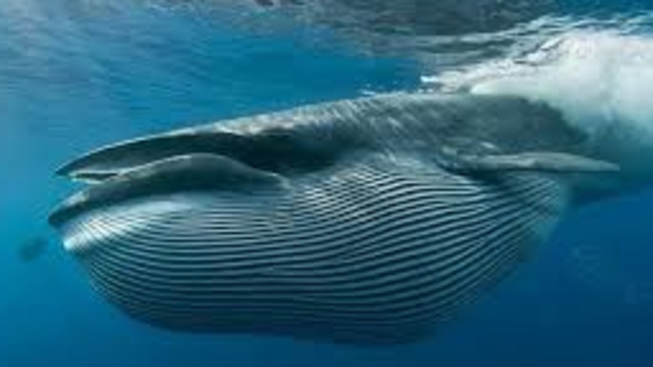 A Bryde's whale in the ocean