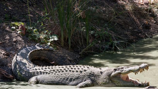 As the NT’s croc population matures, bigger animals emerge.