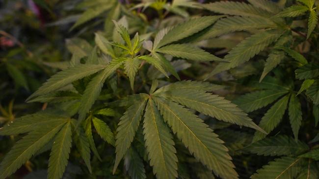 Police raided the home of a Skipton man who had more than two-dozen cannabis plants. Picture: File