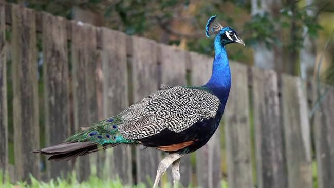 Steve Gresham has one peacock remaining in his back yard after council removed several others following complaints from a neighbour. Photo by Richard Gosling