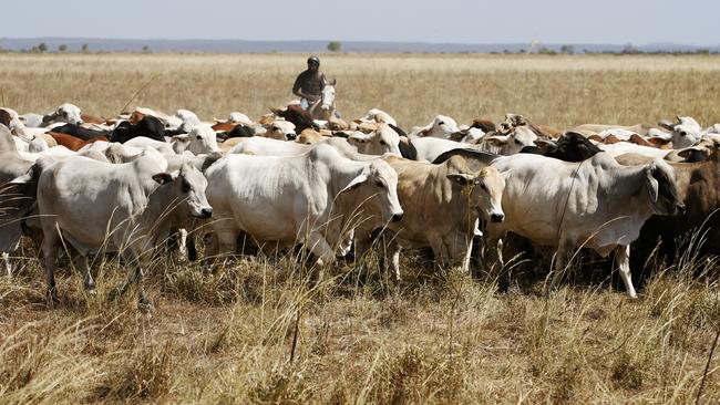 Cattle of Heytesbury Holdings Cattle Company.