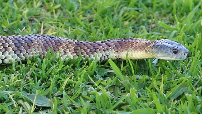 Eastern Tiger snakes are commonly found across the suburbs. Picture: Mark Pelley