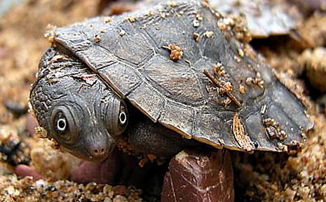 Endangered turtles nesting in “improving” Mary River system | The ...