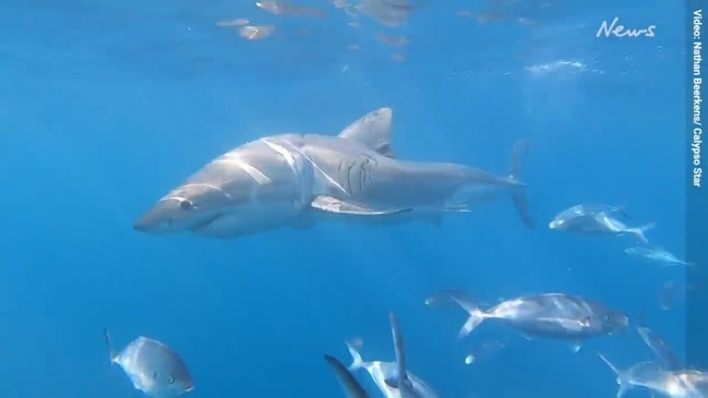 Neptune Isle sharks: Great White with hunchback