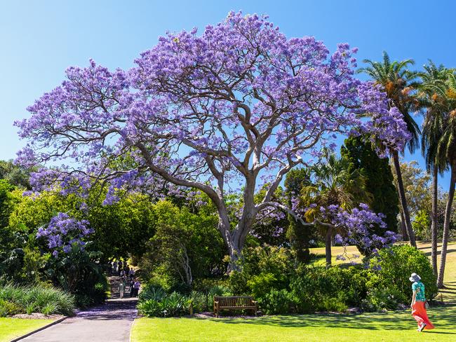 Jacarandas dominate Sydney gardens both big and small.