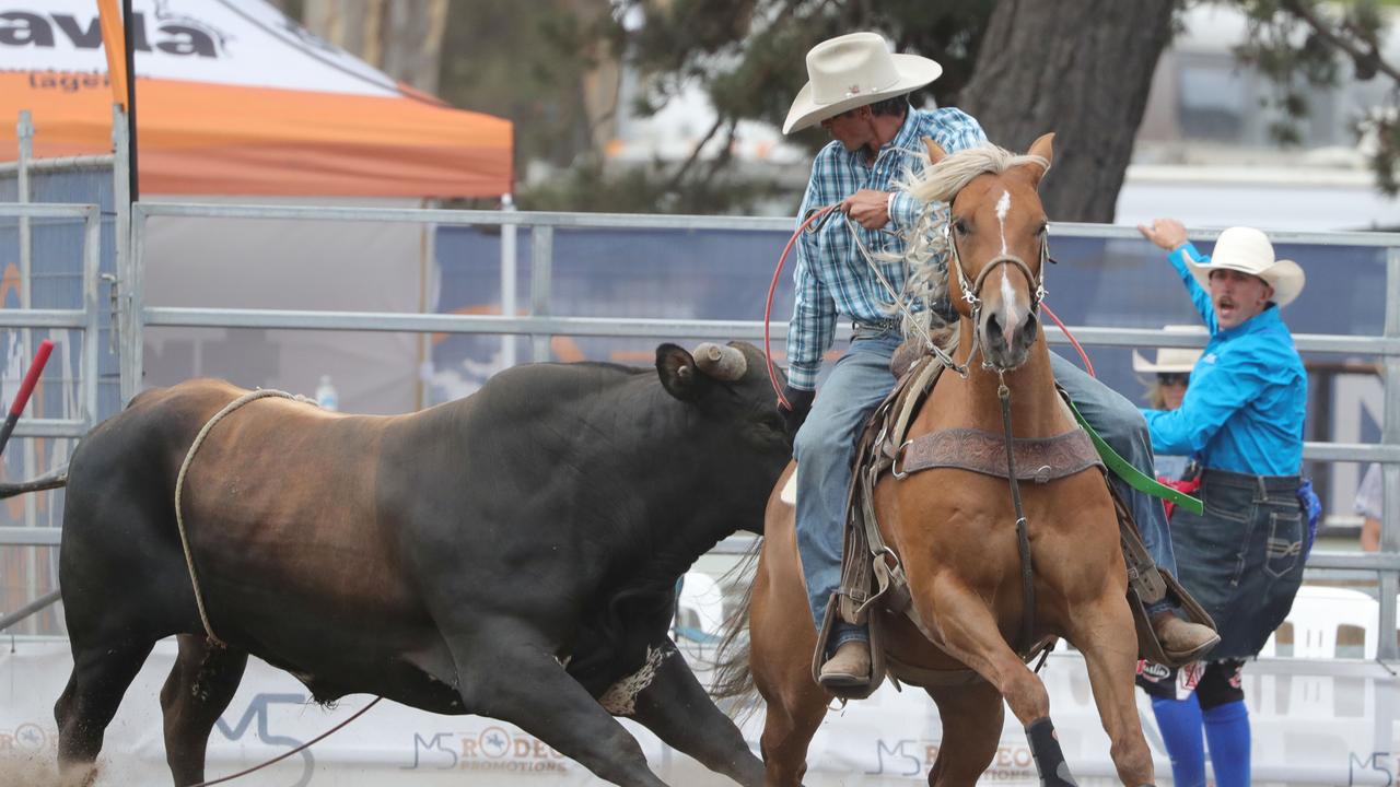 A rider partakes in steer wrestling, where the rider must lasso a bull and then wrestle it to the ground. Picture: Mark Wilson