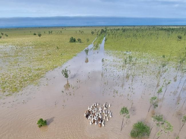 Cattle in the Gulf of Carpentaria struggling to find high ground. Picture: Kingsley Moore