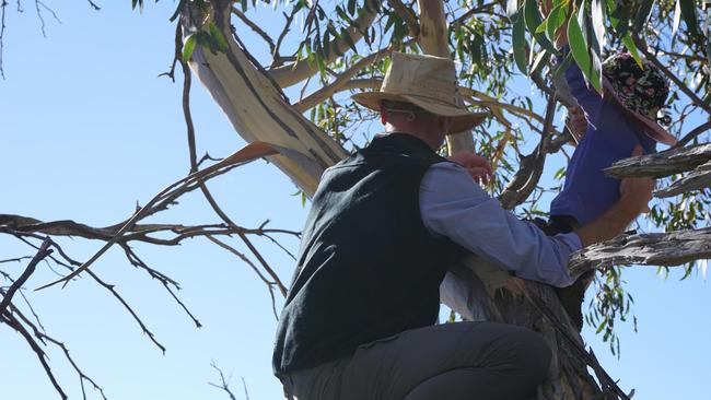 Why we should let our kids climb trees.