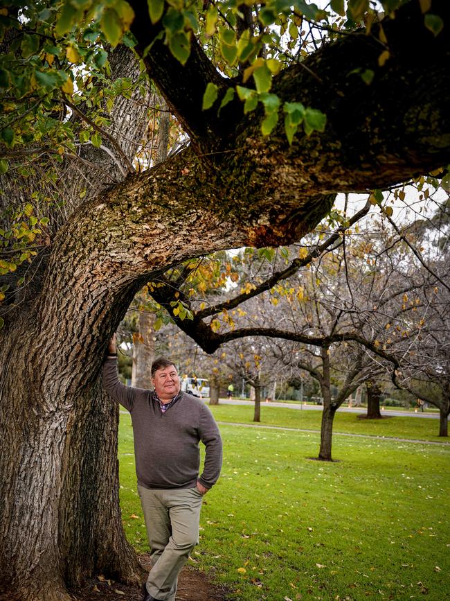 Chair of the Green Adelaide Landscape Board, Professor Chris Daniels, beneath one of Pelzer’s beloved elms in Osmond Gardens. Picture: Mike Burton.