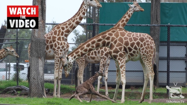 valentines day western plains zoo