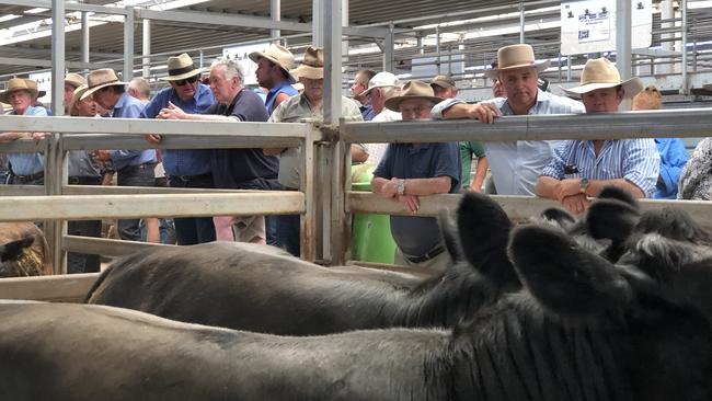 Several feature lines of cattle sold at the Wodonga store sale. Picture: Petra Oates