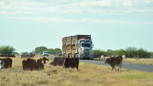 2013: Drought cattle graze the verges of the Flinders Highway between Richmond and Maxwelton