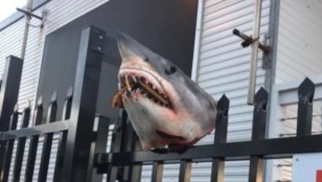 The shark head appeared to have had debris packed din its mouth. Picture: Facebook: Marine Rescue Shellharbour