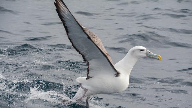 Tasmanian shy albatross. Picture: Peter Marmion