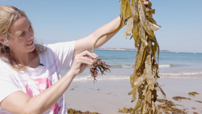 Queenscliff-based Deakin senior lecturer in marine science Dr Prue Francis has been recognised as a 'superstar of STEM'. Picture: Stefan Andrew