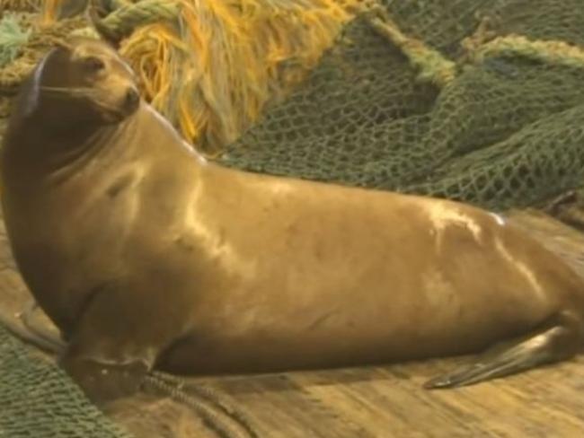 Sea lions are carnivores and can weigh up to 400kg.