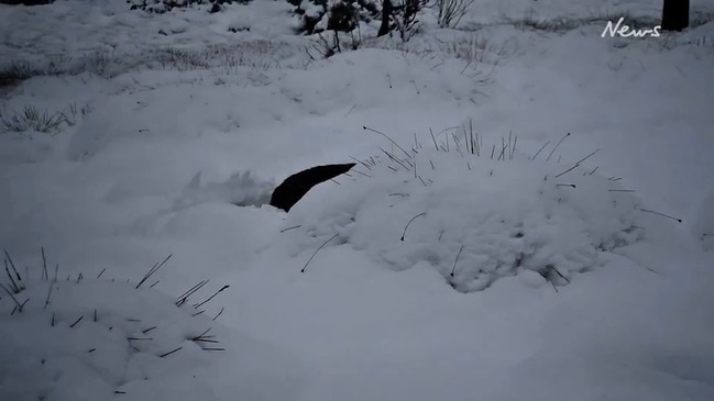 Wombat enjoys the snowy serenity at Dove Lake