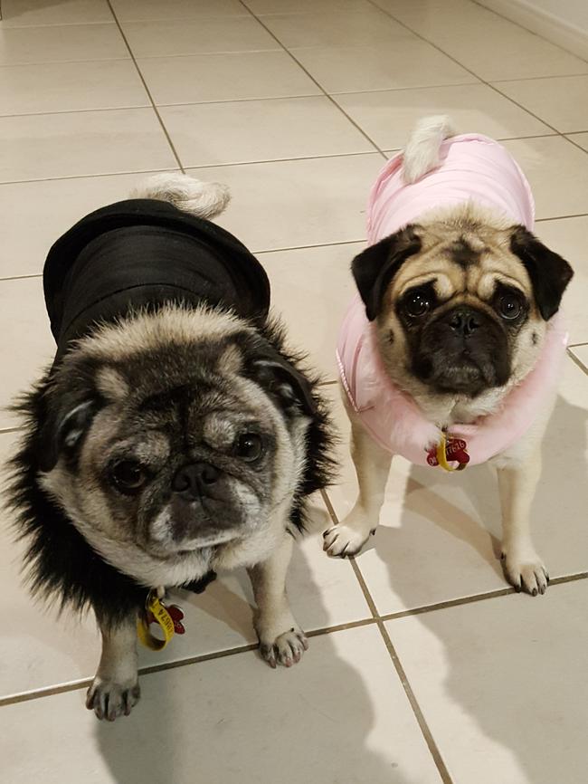 Mabel and Kenzie: As snug as a pug. Winter has arrived and this high-fashion pair are sporting the latest seasonal styles.