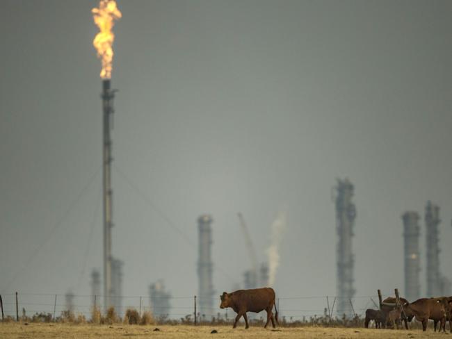 TO GO WITH AFP STORY BY MARLOWE HOOD (FILES) A picture taken on August 26, 2015 shows cattle grazing near the synthetic fuel plant in Secunda, one of the largest coal liquefaction plants in the world producing petroleum-like synthetic crude oil from coal. Locking in an action plan to cap global warming at two degrees Celsius will be the ultimate yardstick for success or failure at the Paris climate summit that opens on November 30. AFP PHOTO / MUJAHID SAFODIEN