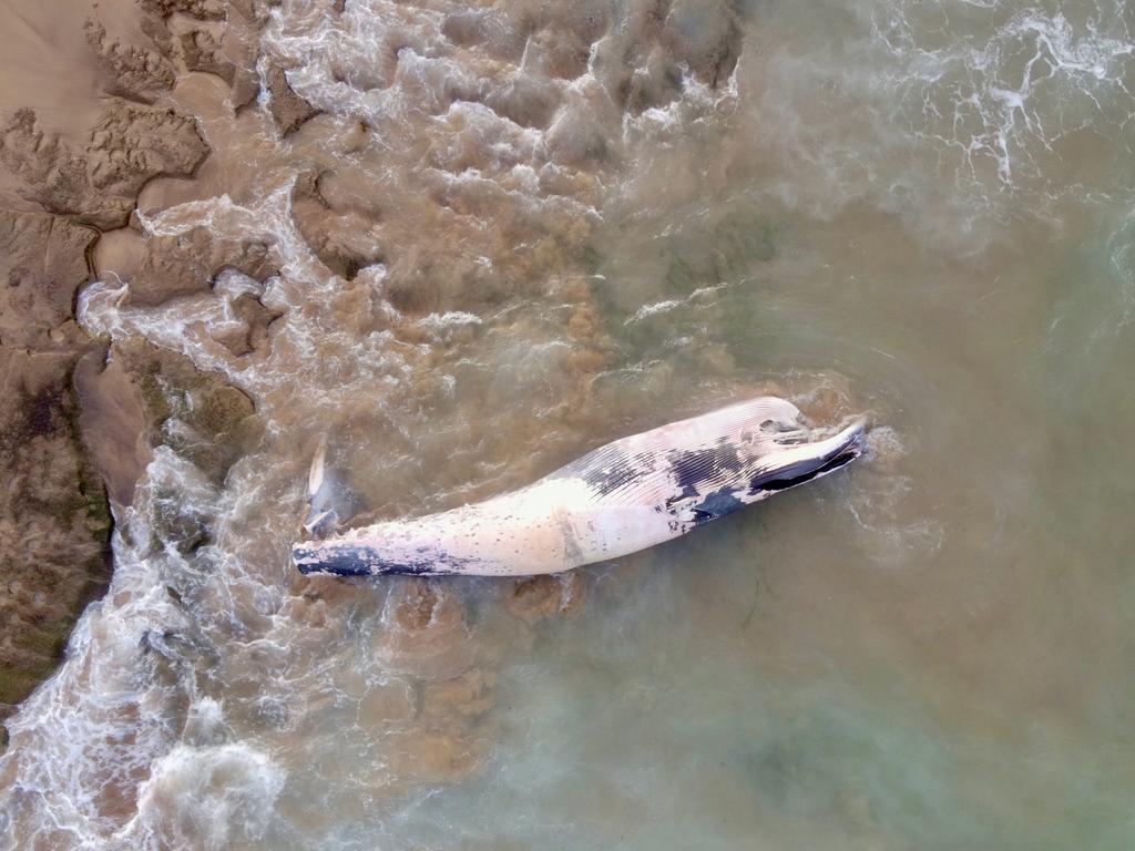 The carcass is decomposing in the shallows at Thirteenth Beach. Picture: Steve Arklay