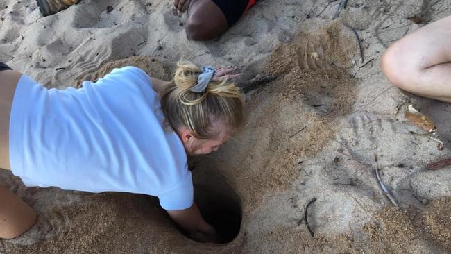 Volunteer Clemence Durel removes the Flatback Turtle eggs from its original nest on Nelly Bay.