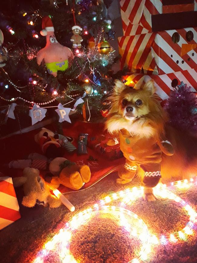 Benjamin Franklin from Werribee helps put up the tree and lights. Picture: Supplied