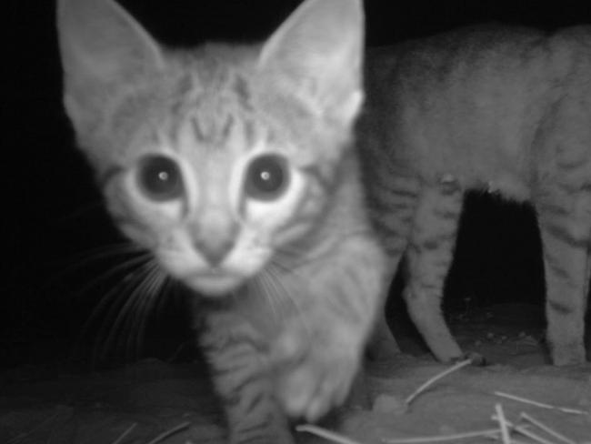 Feral cats are threatening vulnerable species in Wombat Forest.