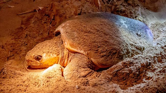 Councillor Wayne Honor argued that there were not enough scientific studies to support the long term impacts new development on the coast would have on the region’s visiting turtles, an activity which also helps drive the tourism economy.<br/>Pictured: A loggerhead turtle laying eggs in the sand dunes at Mon Repos near Bundaberg. Picture by Luke Marsden.