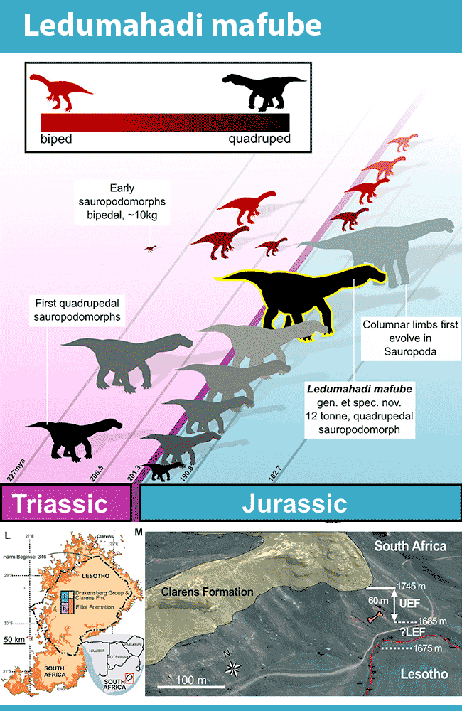 Scientists Discover New Species of Giant Dinosaur - Ledumahadi Mafube