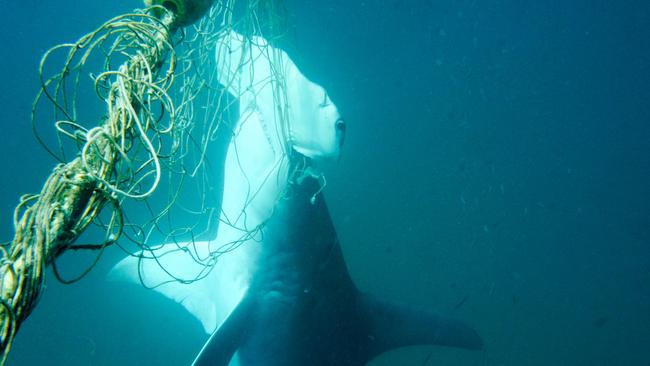 An endangered great hammerhead shark caught in a net at Tallebudgera Beach. Picture: Sea Shepherd.