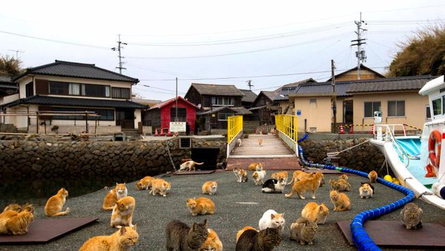 A clowder of cats crowd the wharf on Aoshima Island in Ehime prefecture in southern Japan February 25, 2015. An army of cats rules the remote island in southern Japan, curling up in abandoned houses or strutting about in a fishing village that is overrun with felines outnumbering humans six to one. Picture taken February 25, 2015. To match story JAPAN-CATS/ REUTERS/Thomas Peter (JAPAN - Tags: SOCIETY ANIMALS TRAVEL)