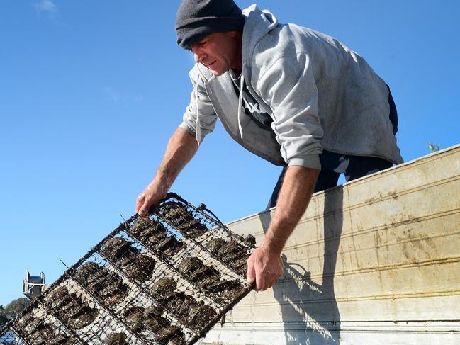 Steve Williamson - Harvesting pearls from Brisbane Water off Woy Woy on the Central Coast