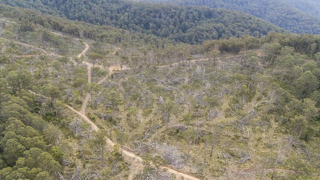 The sprawling woodland is located beside Tallaganda National Park. Picture: Andrew Kaineder / WWF-Australia