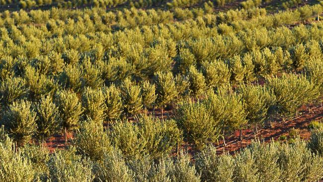 Tree believers: Olive trees at Boundary Bend Estate in northern Victoria.