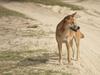 Dingo danger hot spots reopened ahead of school holidays