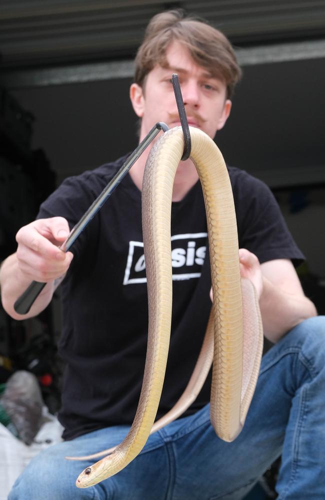 Pic shows Armstrong Creek chef Callan Crigan with his taipan Cuddles that bit him a few years back. Picture: Mark Wilson