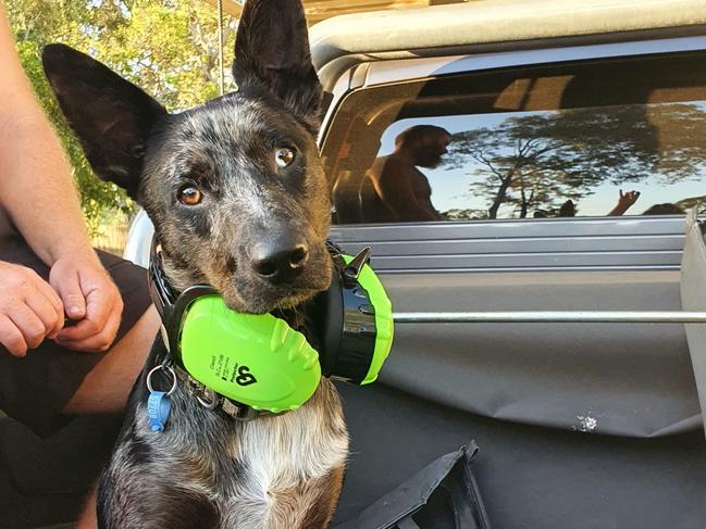 GALLERY: Queensland’s cutest working dogs