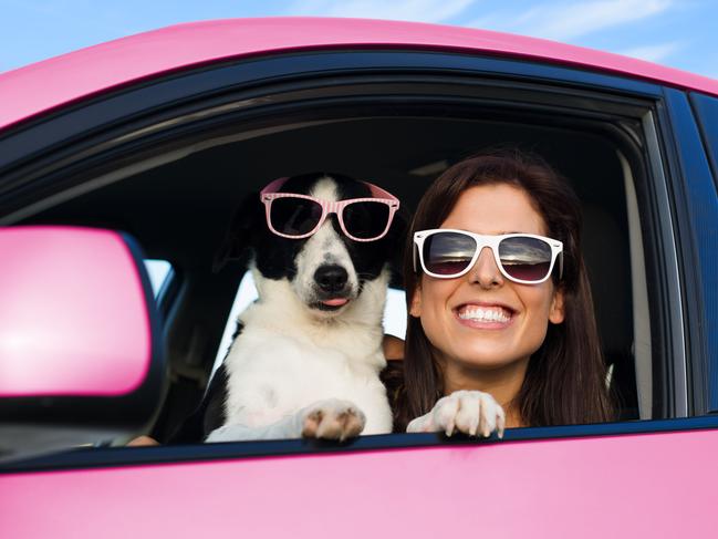 Experts suggest taking your dog on a shorter test run before a long trip. Picture: iStock