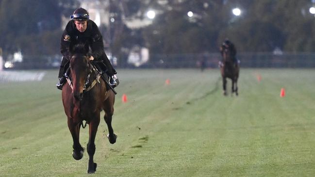 Kovalica in an early morning gallop at Rosehill Gardens. Picture: Jeremy Piper