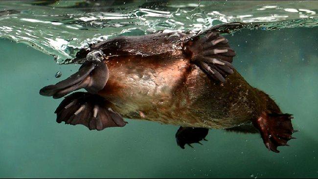 Swimming with the platypus