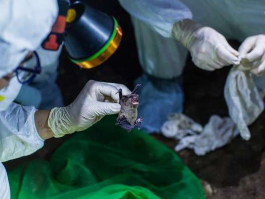 The team also studied coronaviruses in bats living in caves in Guangdong province. Above, a scientist examines a mouse-eared bat. Picture: EcoHealth Alliance