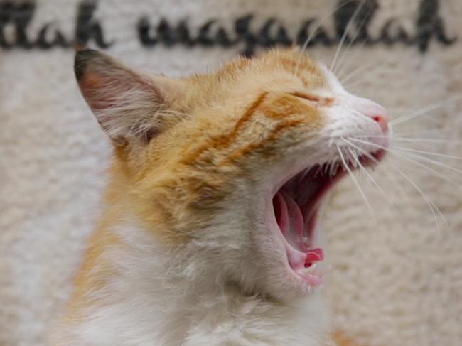 Scene from documentary film Kedi, about the cats which freely roam the streets of Istanbul in Turkey