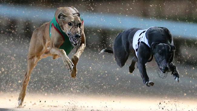 Baggot Street and Kane Will Blu on the fly during Race 5 (600m) at Greyhound Racing NSW's meeting at Gosford on Tuesday night.