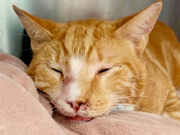 Big Ginge was not in a good way in the days after he was callously flung from a moving car on Barrenjoey Rd at Newport. Picture: Northside Emergency Veterinary Specialists