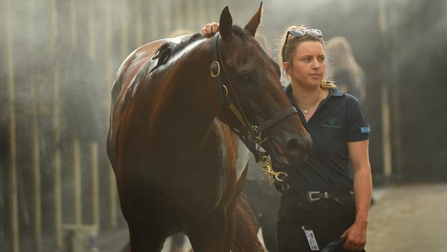 Mr Quickie after winning at Mornington in March. Picture: Getty Images